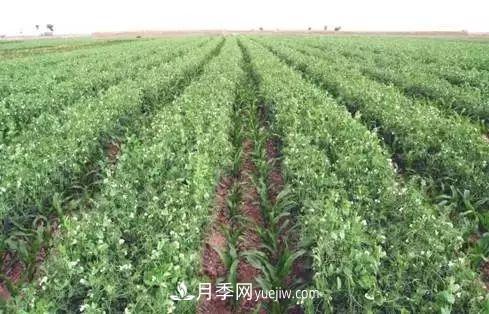 南陽(yáng)農作物30種間作套種方法，趕快收藏！(圖2)
