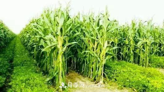 南陽(yáng)農作物30種間作套種方法，趕快收藏！(圖3)