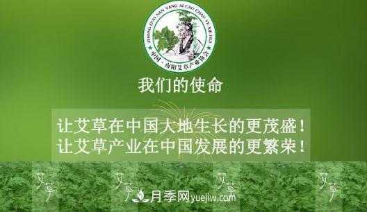 艾草變身黃金葉 南陽(yáng)10多萬(wàn)農民因艾收益致富(圖1)