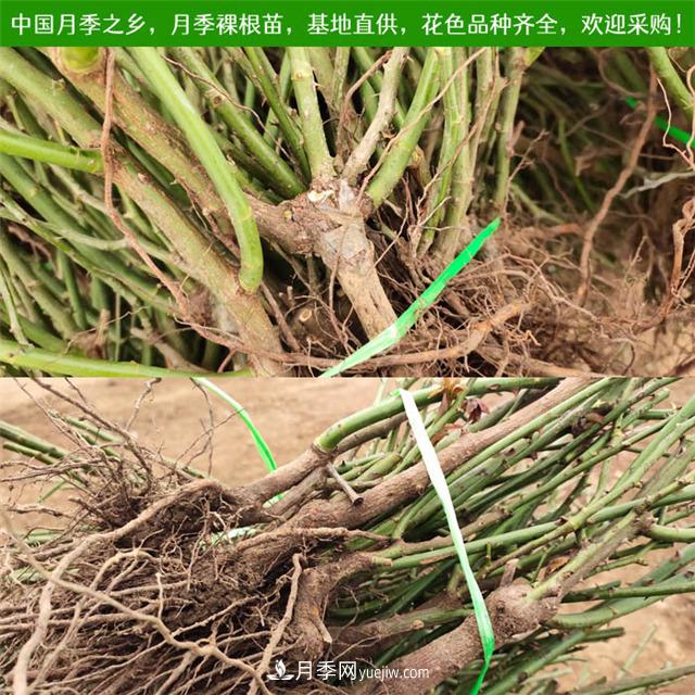 冬季實(shí)惠的裸根月季苗，栽種做好3件事，冬季室內有花看(圖1)