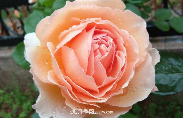 法國月季的摩納哥公主、摩納哥公爵和摩納哥王妃夏琳是什么關(guān)系？(圖4)