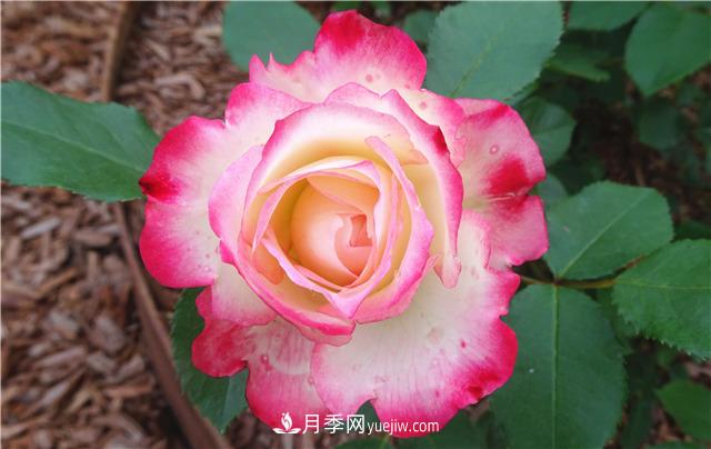 法國月季的摩納哥公主、摩納哥公爵和摩納哥王妃夏琳是什么關(guān)系？(圖3)