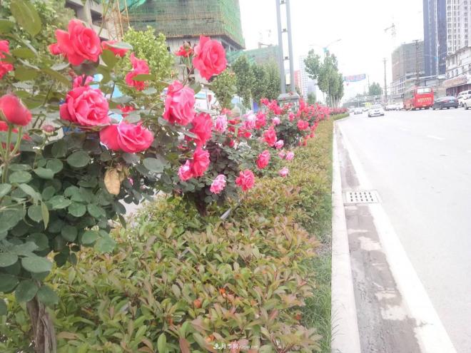 山西運城：月季花街，賞花要讓花入你眼中來(lái)(圖1)