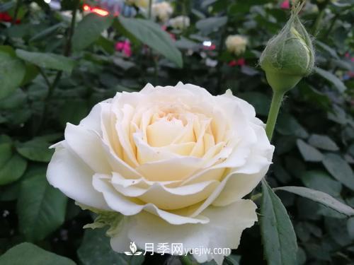 6款月季，家里養月季選它，好看好養好聞，是盆栽佳品(圖4)