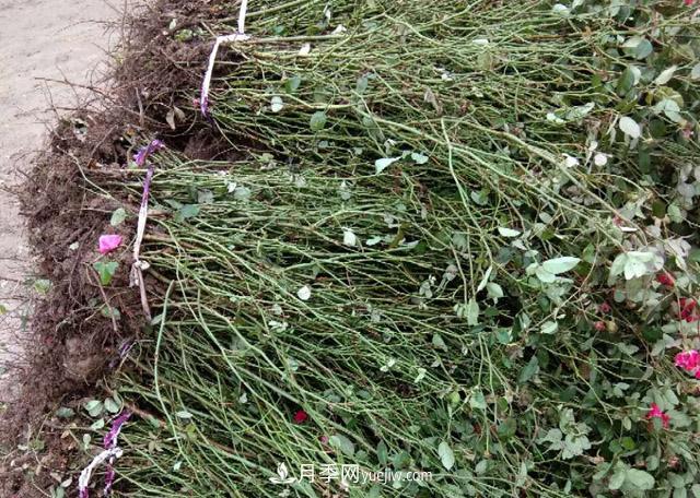 60公分高豐花月季批發(fā)_南陽(yáng)基地值得信賴(lài)(圖2)