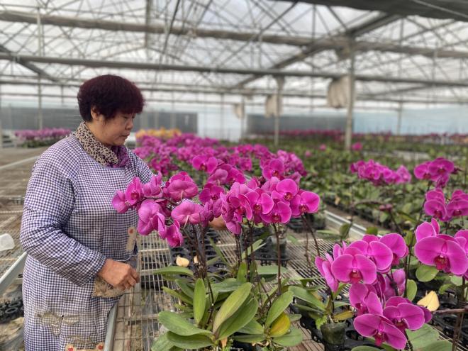寧夏賀蘭：花卉產(chǎn)業(yè)為鄉村振興注入新動(dòng)能(圖1)