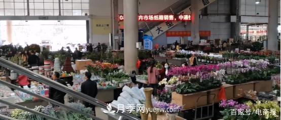 亞洲***大花卉小鎮：昆明斗南玫瑰4毛一支，年銷(xiāo)70億！(圖1)