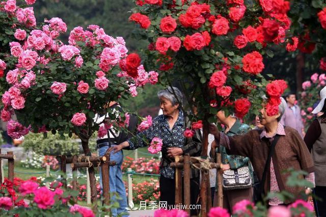 家庭園藝選擇樹(shù)狀月季，花期長(cháng)生命力強種植簡(jiǎn)單(圖2)
