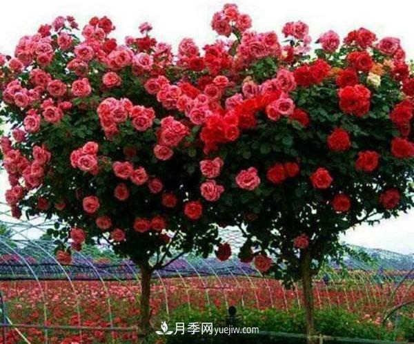 家庭園藝選擇樹(shù)狀月季，花期長(cháng)生命力強種植簡(jiǎn)單(圖1)