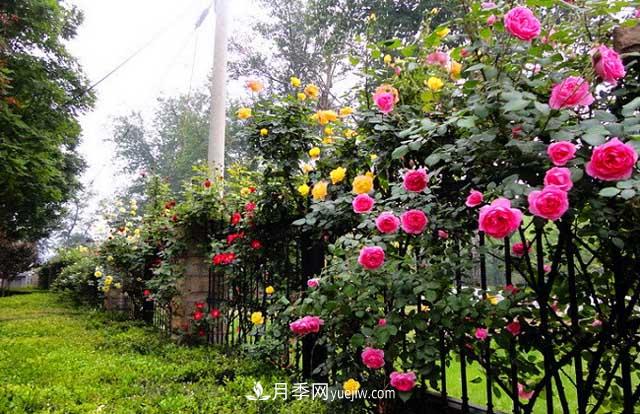 綠化園林里種植的藤本月季該如何修剪？(圖1)