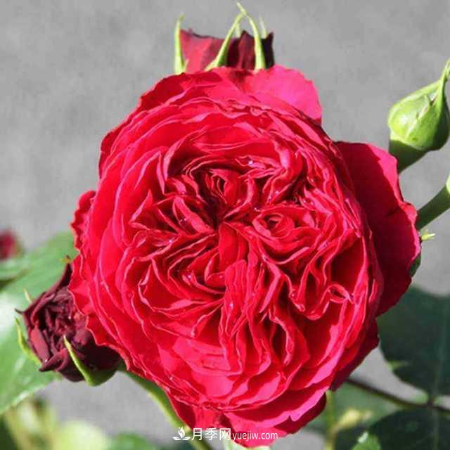月季界的4大開(kāi)花機器，養2種就擁有一個(gè)花園(圖2)