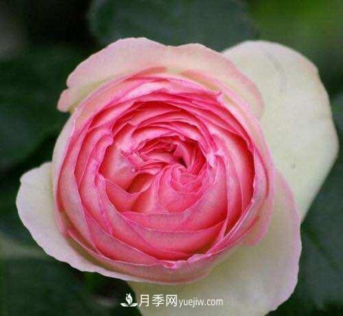月季界的4大開(kāi)花機器，養2種就擁有一個(gè)花園(圖1)
