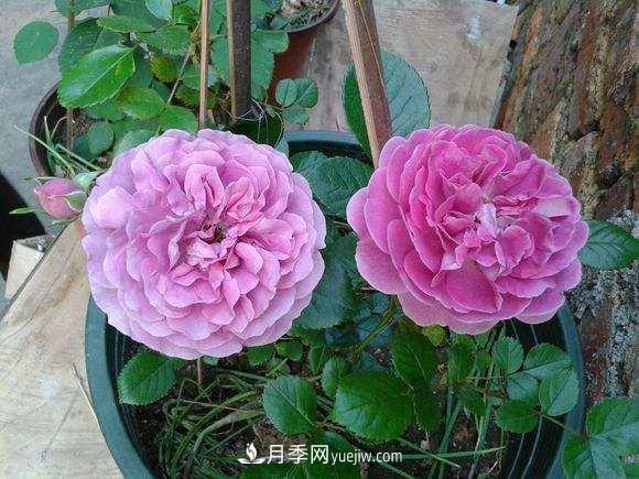 月季界的4大開(kāi)花機器，養2種就擁有一個(gè)花園(圖3)