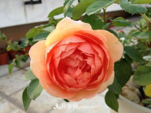 月季界的4大開(kāi)花機器，養2種就擁有一個(gè)花園(圖4)