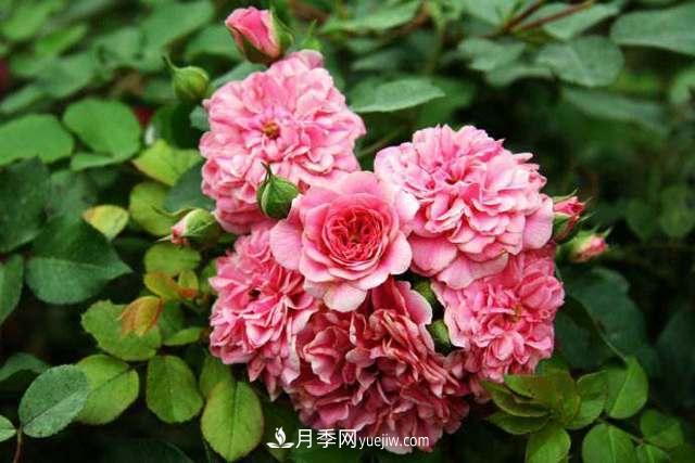 月季界的4大開(kāi)花機器，養2種就擁有一個(gè)花園(圖5)