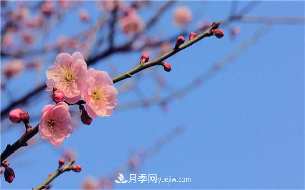 中國十大盆景排名，看看有哪些品種(圖2)