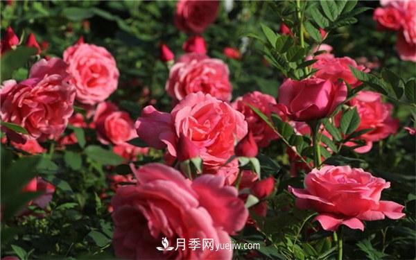 有什么后悔種的月季品種？不值得買(mǎi)的月季品種(圖2)