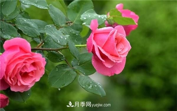 十大難養的花有哪些？什么花卉***難養？(圖1)