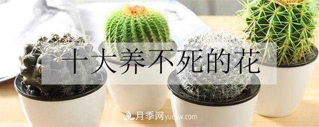 十大養不死的花(圖1)