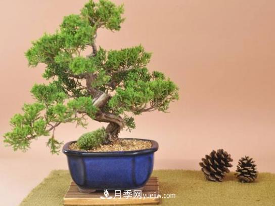 中國十大盆景排名，名貴盆景有哪些？(圖1)