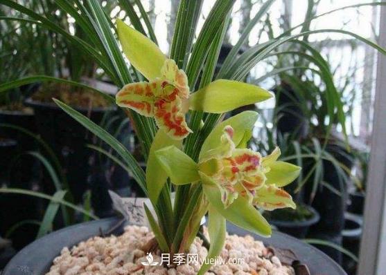 十大名貴蘭花品種，***好看的蘭花排名(圖1)