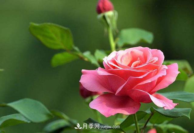 中國十大花卉排名，哪種名花排名**？(圖1)