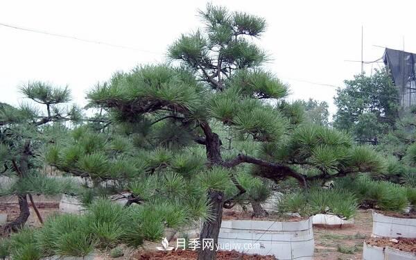 松樹(shù)十大品種，松樹(shù)哪些品種***值錢(qián)？(圖1)