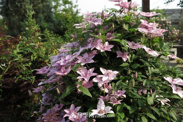 鐵線(xiàn)蓮花卉十大必買(mǎi)品種有哪些？(圖1)