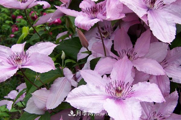 如夢(mèng)鐵線(xiàn)蓮品種(圖1)