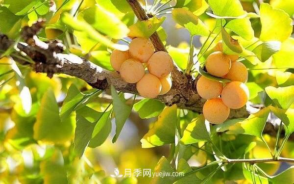 北方庭院十大吉祥之樹(shù)，種什么樹(shù)寓意好？(圖1)