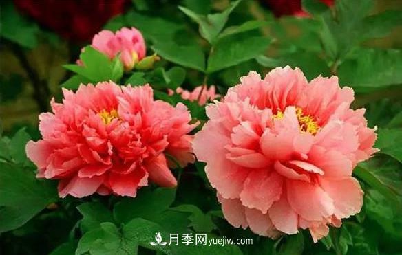 十大耐寒名花，判斷耐寒性較強的花卉(圖1)
