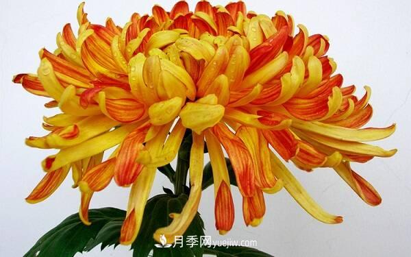 菊花種類(lèi)大全，菊花有多少個(gè)品種(圖1)