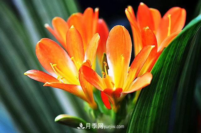 11種友誼之花，***能代表友情的花卉(圖1)