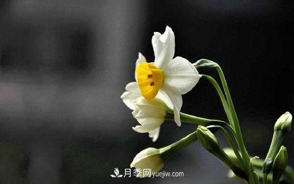 常見(jiàn)的草本植物有哪些？(圖2)