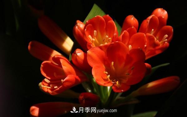 常見(jiàn)的草本植物有哪些？(圖5)