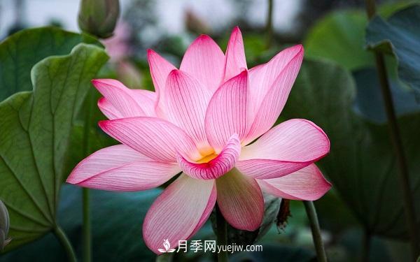 常見(jiàn)的草本植物有哪些？(圖4)