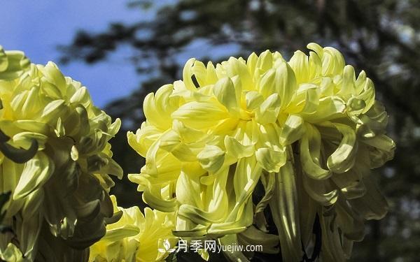 常見(jiàn)的草本植物有哪些？(圖3)