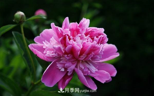 常見(jiàn)的草本植物有哪些？(圖1)