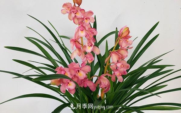 蘭花栽培方法是什么？怎么樣才能養好蘭花？(圖1)
