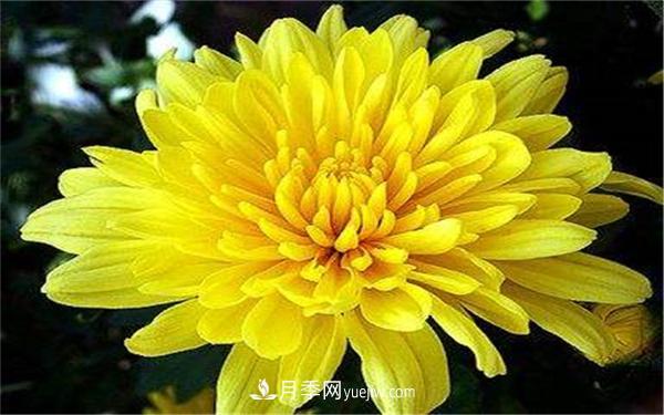 北方秋天開(kāi)的花有哪些？哪個(gè)***好養？(圖1)