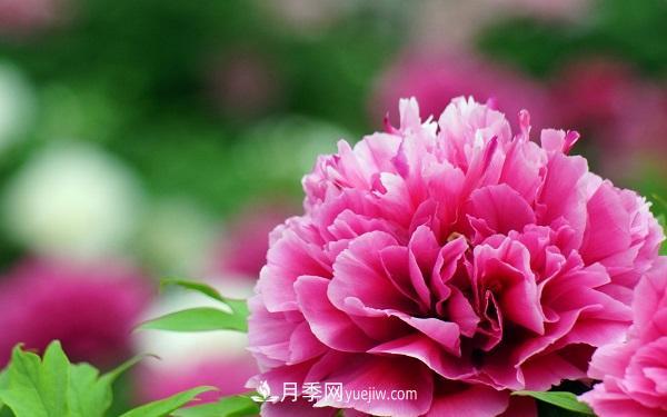 家庭牡丹花怎么養？要注意哪些方面？(圖1)