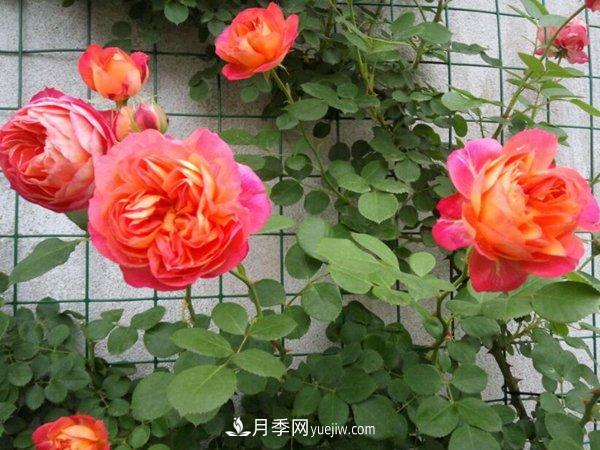 不怕暴曬的月季品種，盤(pán)點(diǎn)耐熱耐曬的品種(圖1)