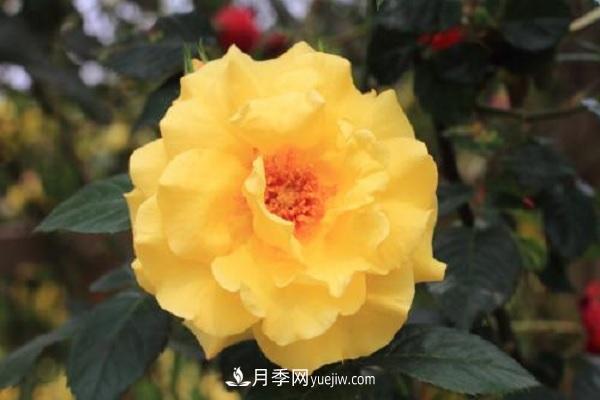 不怕暴曬的月季品種，盤(pán)點(diǎn)耐熱耐曬的品種(圖2)