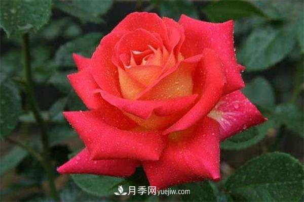 抗病性強勤花的2個(gè)月季經(jīng)典品種(圖1)