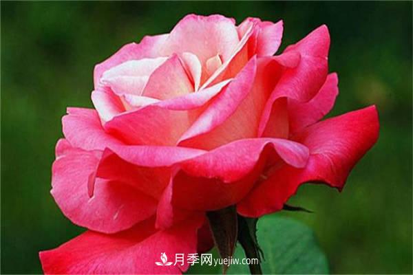 月季花的養殖方法，如何達到爆盆？(圖1)