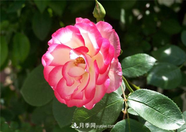 月季花的樣子和樹(shù)狀月季特點(diǎn)是什么？(圖1)