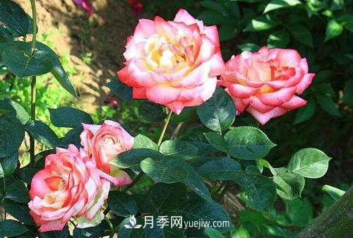 月季為什么老是黑桿？月季長(cháng)蟲(chóng)怎么辦？(圖1)