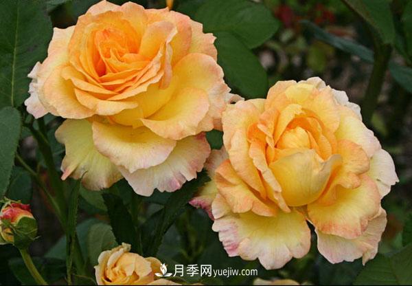 大花月季怎樣種植？4個(gè)栽培管理事項要注意！(圖1)