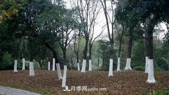 樹(shù)木涂白用途側重點(diǎn)不同，配方也不同(圖1)