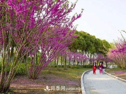 注意！苗木種植的4個(gè)誤區(圖1)